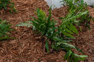 WART FERN
